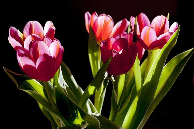 a vase filled with pink flowers sitting on top of a table, a picture, by Hans Schwarz, shutterstock, tulip, back light contrast, vibrant red and green colours, stock photo