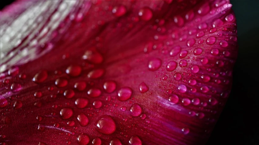 a close up of a flower with water droplets on it, by Matt Stewart, renaissance, maroon red, berry juice drips, flattened, glossy surface