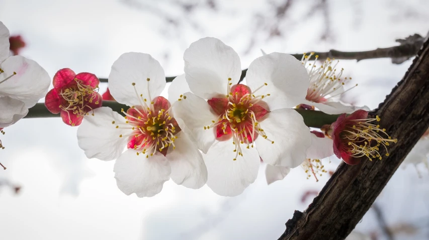 a close up of a bunch of flowers on a tree, by Emanuel de Witte, trending on pixabay, bauhaus, plum blossom, imari, centered close-up, new mexico