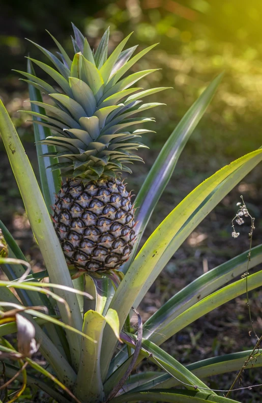 a pineapple sitting on top of a green plant, by Etienne Delessert, outdoor photo, sun light, in a tropical forest, very very well detailed image