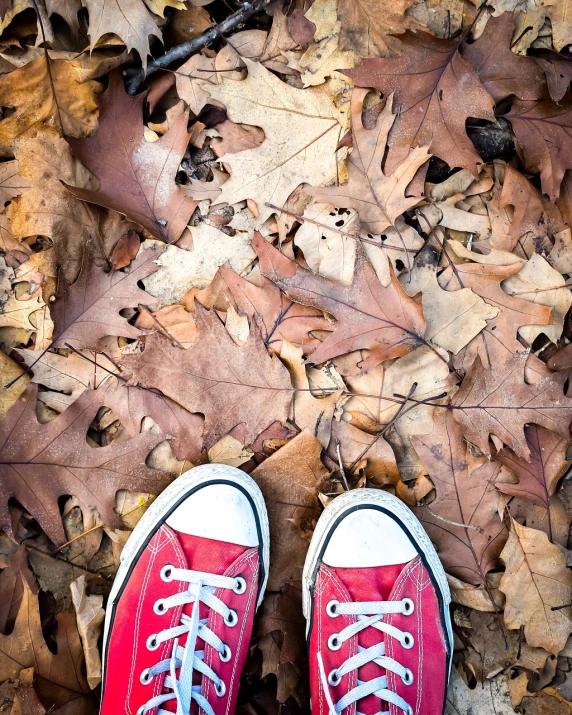 a pair of red sneakers sitting on top of a pile of leaves, a photo, different point of view, high res, tourist photo, looking down at you