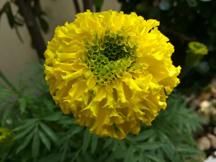 a close up of a yellow flower in a garden, a picture, hurufiyya, marigold flowers, bangalore, very accurate photo, 5 years old