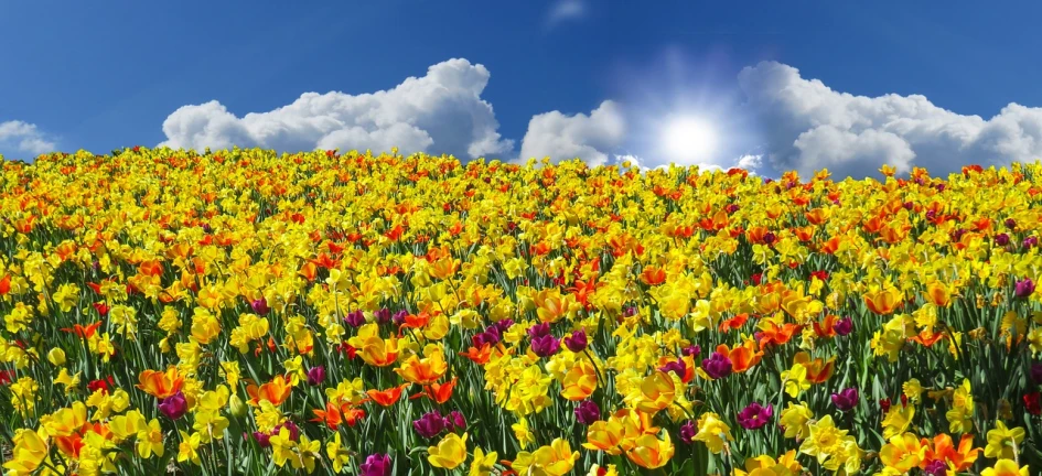 a field of yellow and red flowers under a blue sky, a digital rendering, inspired by Phil Koch, pixabay, tulip, sunny at noon, stock photo, very beautiful photo