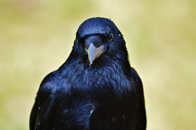 a black bird sitting on top of a wooden post, a portrait, pixabay, renaissance, close-up of face, shoulder-length black hair, ready to eat, dark blue and black