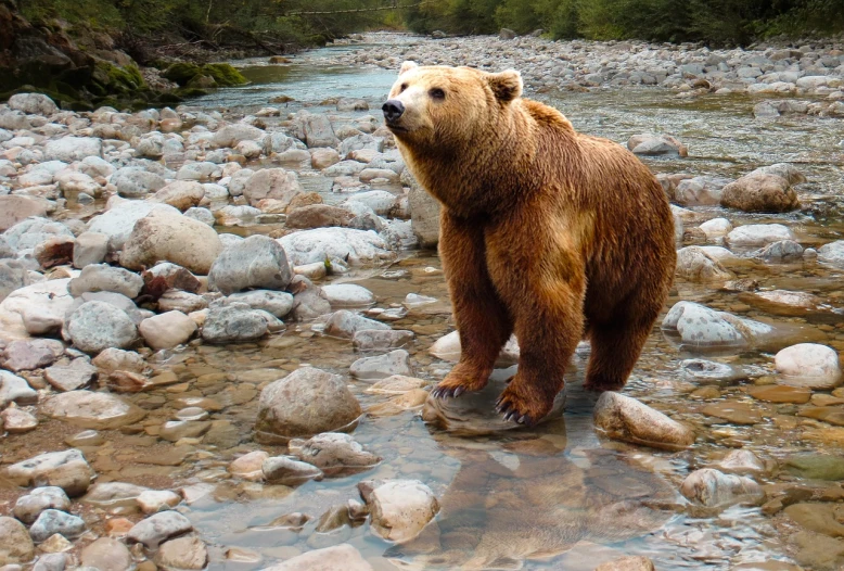 a brown bear standing on rocks in a river, shutterstock, photorealism, high quality product image”, photo realistic”