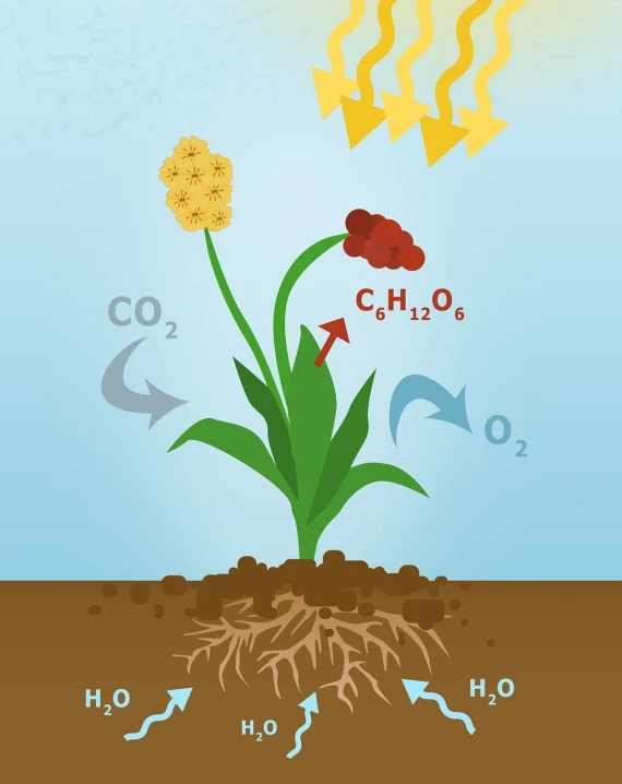 a flower that is growing out of the ground, an illustration of, organic polycarbon, mechanism, sun overhead, biroremediation plant