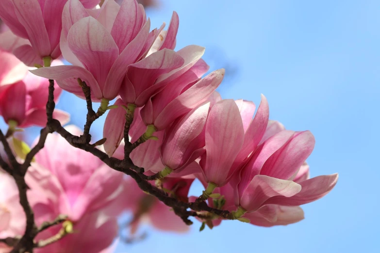 a close up of some pink flowers on a tree, a photo, by Shiba Kōkan, shutterstock, art nouveau, magnolia big leaves and stems, stock photo, very sharp and detailed photo, 3/4 view from below