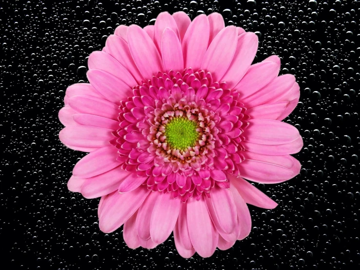 a pink flower sitting on top of a black surface, covered in water drops, giant daisy flower over head, istockphoto, overhead view