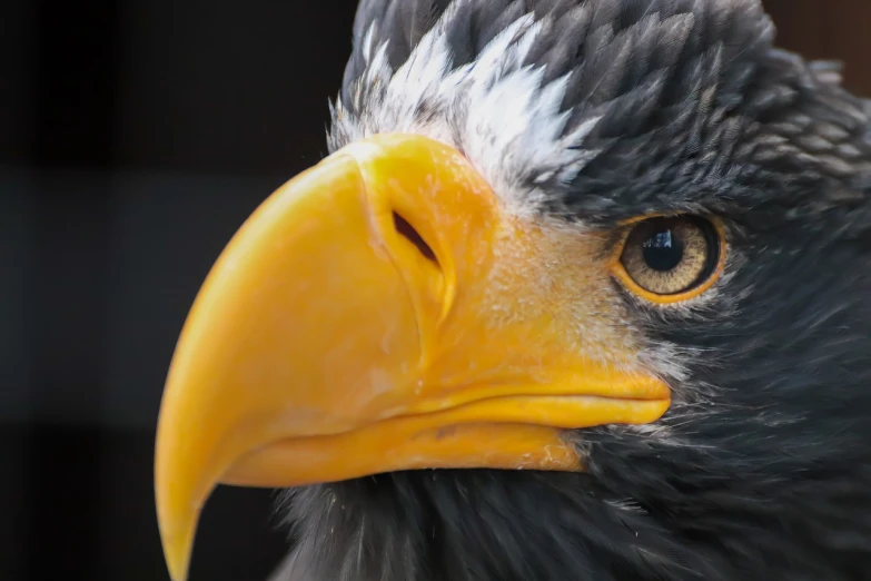 a close up of a bird of prey, a portrait, by Dietmar Damerau, shutterstock, beak of an eagle, 🦩🪐🐞👩🏻🦳, museum quality photo, with a white muzzle