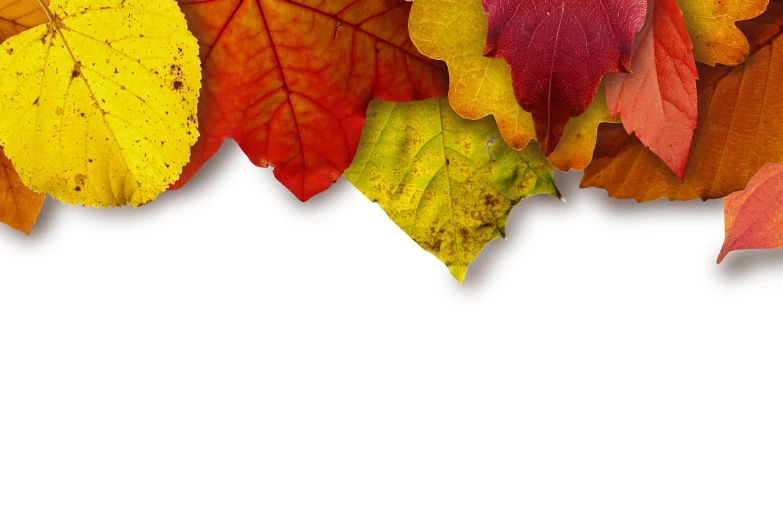 a group of different colored leaves on a white background, a photo, by Alexander Fedosav, computer wallpaper, background image, crisp details, red-yellow colors