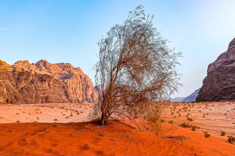 a lone tree sitting in the middle of a desert, a stock photo, by Ibram Lassaw, shutterstock, fine art, landscape with red mountains, willow tree, shot on nikon z9, with soft bushes