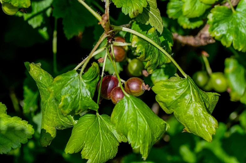 a close up of a bunch of fruit on a tree, by Richard Carline, shutterstock, wild vegetation, wearing gilded ribes, injured, pixie