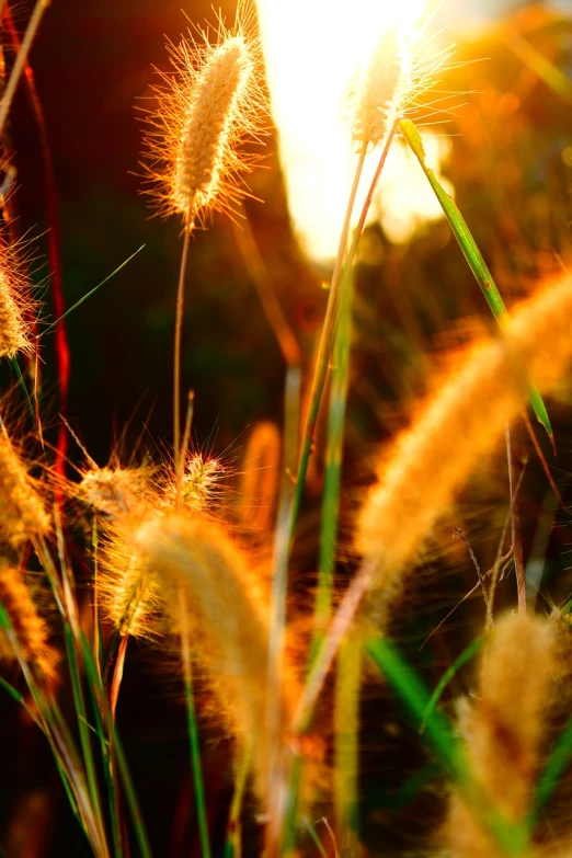 a close up of some grass with the sun in the background, a digital rendering, flickr, naturalism, autumn lights colors, orange fluffy spines, glowing flowers, golden hour closeup photo