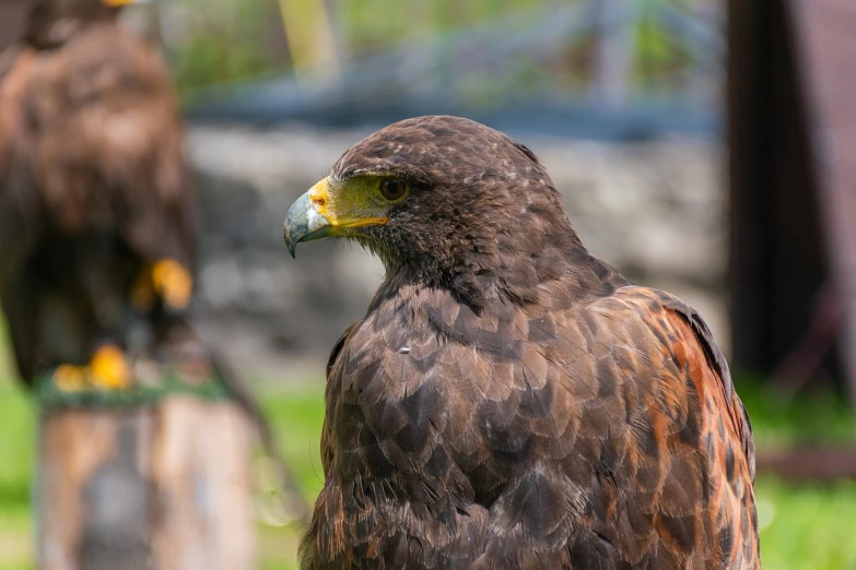 a large brown bird standing on top of a lush green field, a portrait, hurufiyya, hawk, very sharp and detailed photo, portrait of rugged zeus, 7 0 mm photo