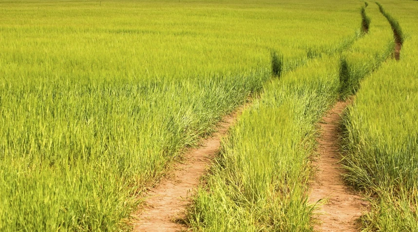 a couple of tracks that are in the grass, a stock photo, by Richard Carline, shutterstock, land art, laos, green alleys, serene field setting, flash photo