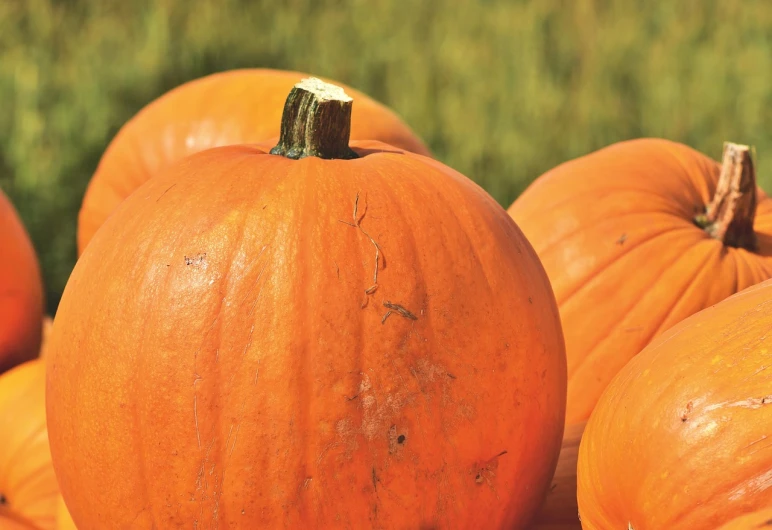 a pile of pumpkins sitting on top of a table, by Joseph Severn, pumpkin farm background, zoomed in, high res, promo