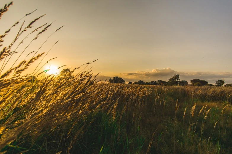 the sun is setting over a field of tall grass, by Thomas Häfner, epic ultrawide shot, golden hours, an australian summer landscape, golden hour photo