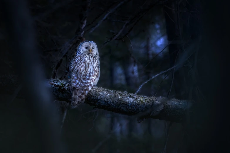 a brown and white owl sitting on top of a tree branch, a portrait, by Jesper Knudsen, cinematic lighting at night, in deep forest, grey forest background, hidden in the forest