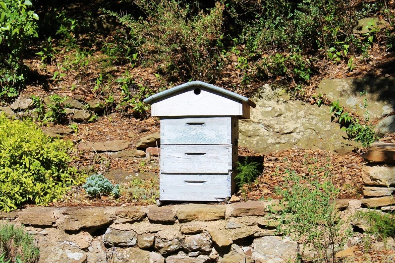 a beehive sitting on top of a stone wall, plein air, outdoor photo, albino, in a wooden box. top down photo, elevation