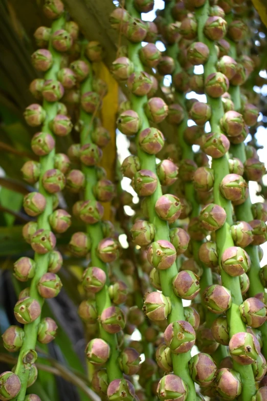 a bunch of unripe bananas hanging from a tree, a screenshot, by Robert Brackman, flickr, hurufiyya, flower buds, encarpus, hawaii, with intricate detail