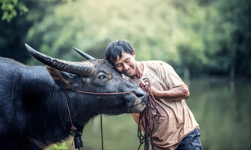 a man standing next to a water buffalo, a picture, by Basuki Abdullah, shutterstock, sumatraism, kissing smile, playful peasant man, very detailed picture, actor