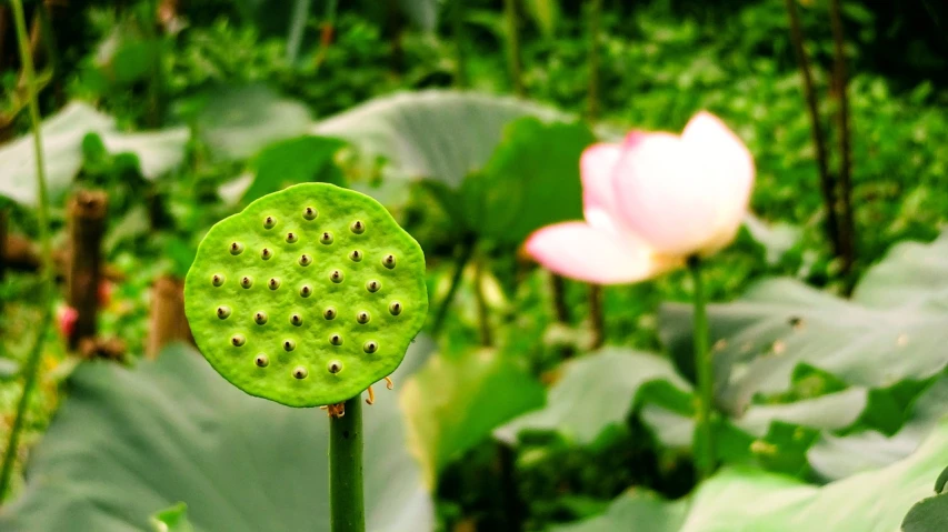 a close up of a leaf with a flower in the background, by Yi Jaegwan, flickr, hurufiyya, lotus pond, flower buds, flower of life, guangjian