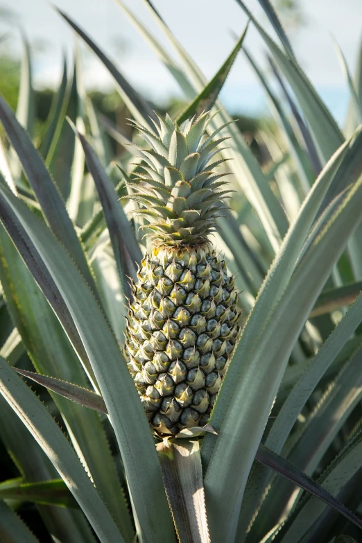 a close up of a pineapple on a plant, a stock photo, shutterstock, fine art, cone shaped, in rows, bahamas, viewed from a distance
