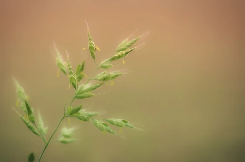 a close up of a plant with a blurry background, a macro photograph, minimalism, serene field setting, malt, bokeh photo