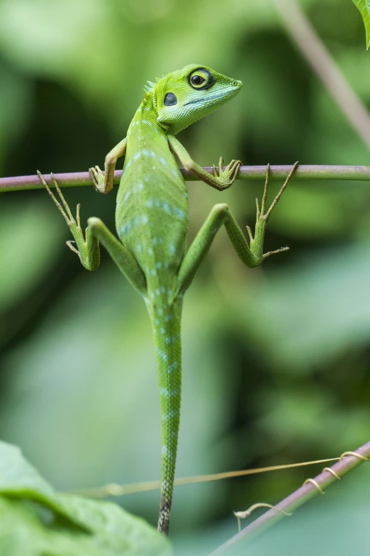 a green lizard sitting on top of a tree branch, by Robert Brackman, pixabay contest winner, sumatraism, 8k 50mm iso 10, playful pose, clad in vines, thin antennae