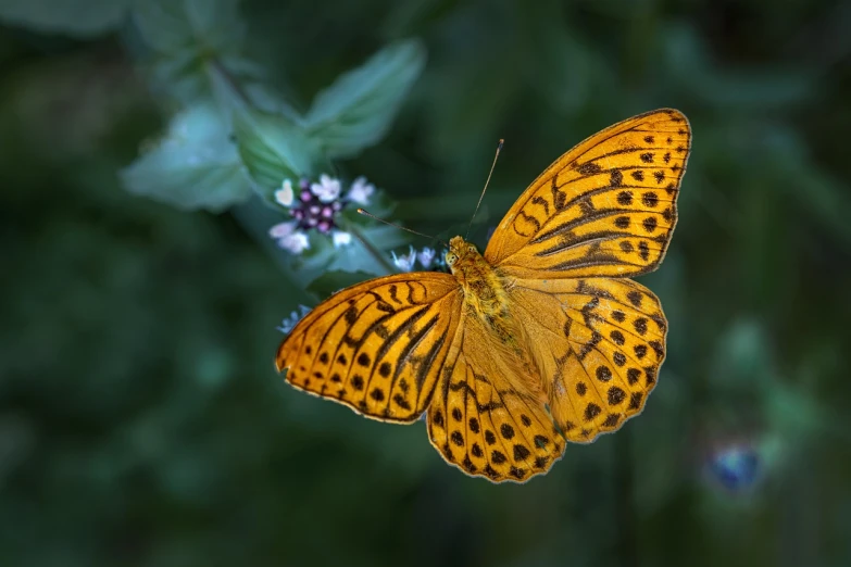 a close up of a butterfly on a flower, a macro photograph, hurufiyya, gold speckles, voge photo, hyper - detailed photo, photographed