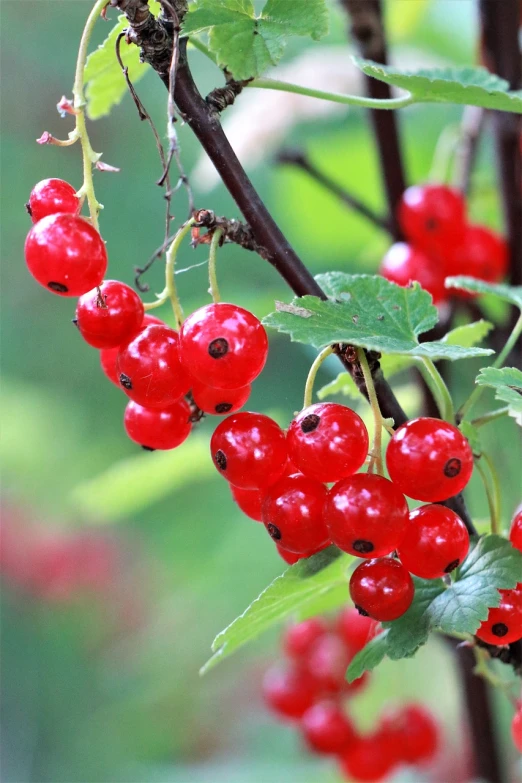 a bunch of red berries hanging from a tree, avatar image, lush, 7 2 0 p, iralki nadar