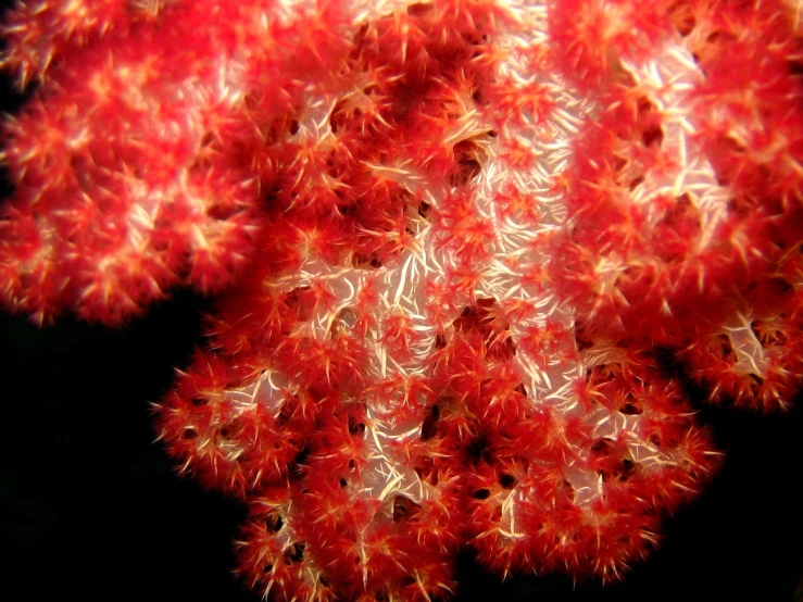 a close up of a bunch of red flowers, a microscopic photo, by Stefan Gierowski, flickr, hurufiyya, delicate coral sea bottom, very fuzzy, spiky skin, stars