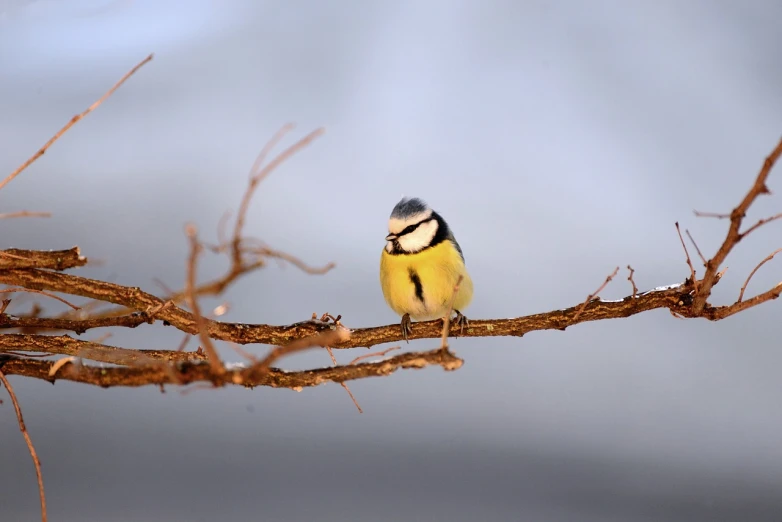 a small bird sitting on top of a tree branch, by Peter Churcher, yellow and blue, photograph credit: ap, stock photo, a fat