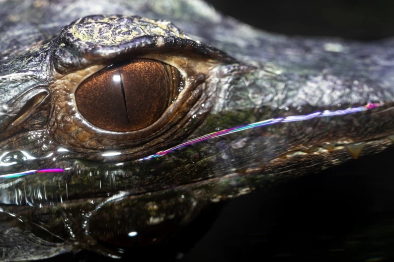 a close up of the eye of a crocodile, a picture, by Adam Marczyński, pexels contest winner, photorealism, holographic creatures, 4k uhd wallpaper, high contrast 8k, side profile shot