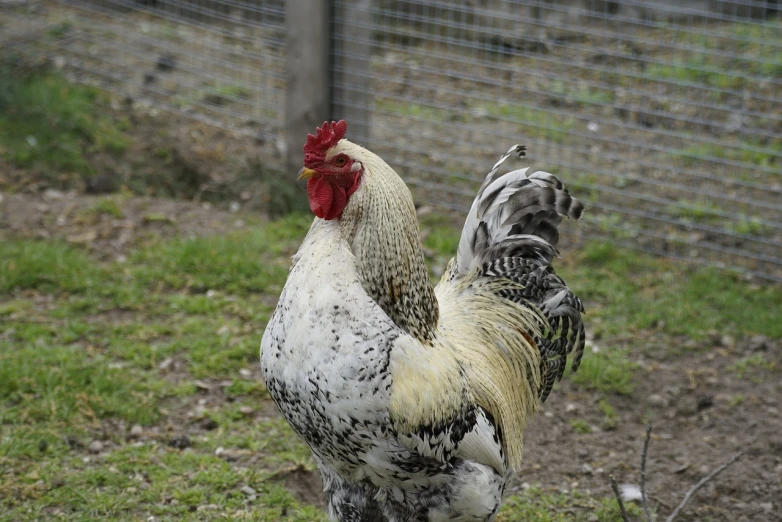 a rooster standing on top of a grass covered field, a photo, flickr, gray mottled skin, white with black spots, waving arms, looking from side and bottom!