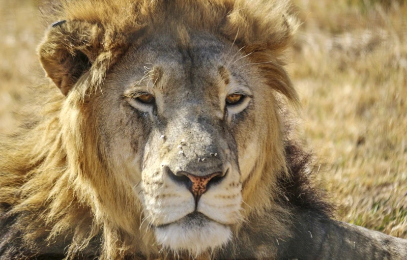 a close up of a lion laying in the grass, a portrait, renaissance, african facial features, one of his eyes is scratched, in the sun, concerned expression