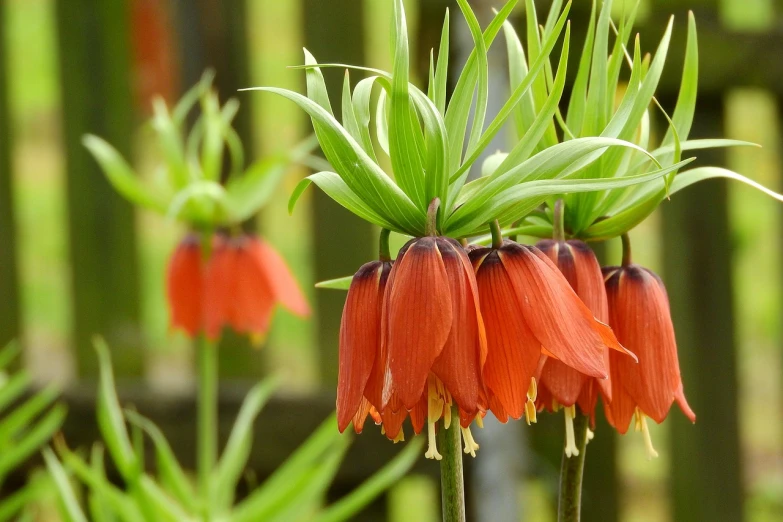 a group of flowers sitting on top of a lush green field, by Robert Brackman, flickr, hurufiyya, often described as flame-like, bells, with intricate detail, sosaku hanga