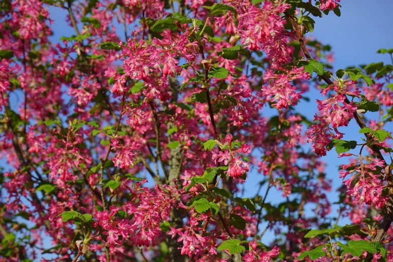 a close up of a tree with pink flowers, a portrait, linden trees, high quality product image”, small and dense intricate vines, fancily decorated flamboyant