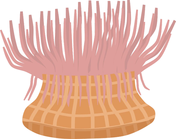 a pink sea anemone on a black background, a digital rendering, inspired by Shunbaisai Hokuei, straw hat, on clear background, checkered spiked hair, spaghetti
