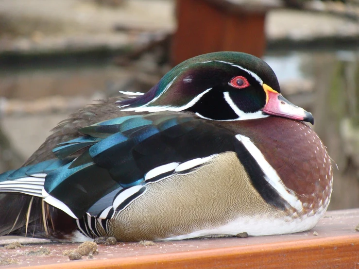a duck sitting on top of a wooden bench, a portrait, flickr, colorful plumage, sharply detailed, laying down, shiny skin”