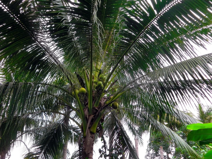 a bunch of green bananas hanging from a palm tree, hurufiyya, coconut palms, view from inside, sepals forming helmet, pattern