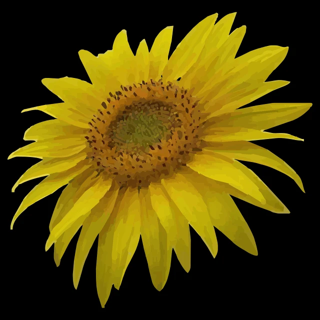 a close up of a sunflower on a black background, a digital painting, vectorised, top down photo, computer generated, full color illustration