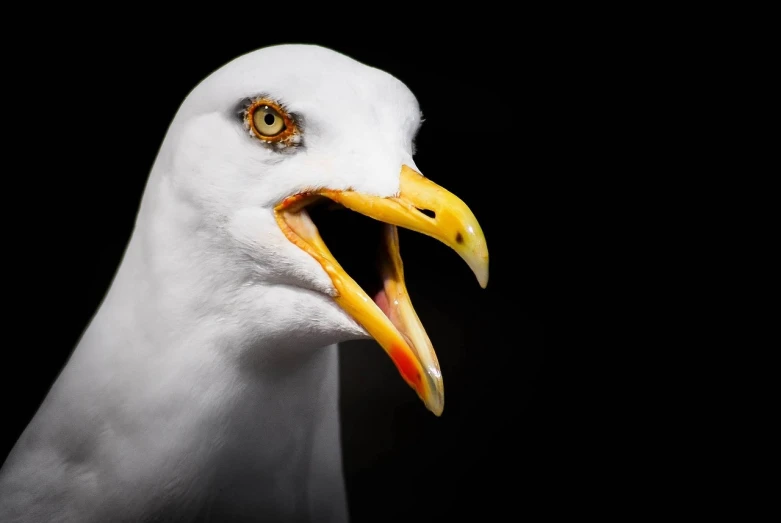 a close up of a seagull with its mouth open, a portrait, by Jan Rustem, shutterstock, photorealism, on black background, 🦩🪐🐞👩🏻🦳, angry face, arguing