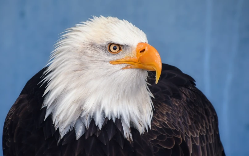 a close up of a bald eagle with a blue background, a portrait, by Jan Rustem, shutterstock, photorealism, with a white muzzle, usa-sep 20, family photo, 4 0 9 6