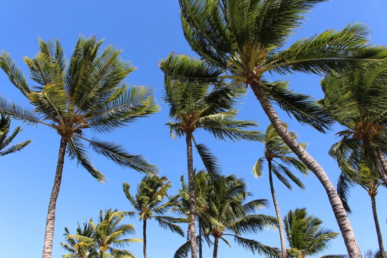 a group of palm trees with a blue sky in the background, a portrait, hawaii beach, 4k high res, overhead, hight detalied