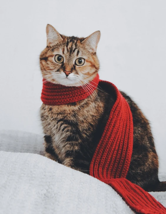 a close up of a cat wearing a scarf, a picture, by Muggur, unsplash, wearing a red outfit, perfectly proportioned, made of wool, very accurate photo