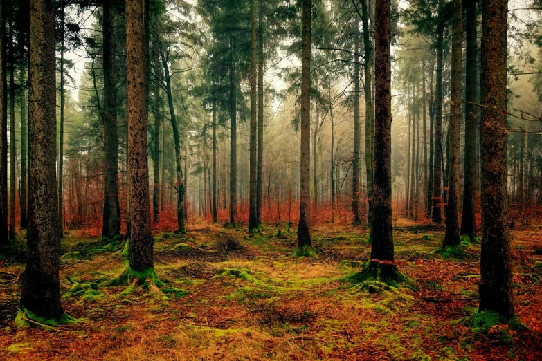 a forest filled with lots of tall trees, a photo, pexels, red fog on the ground, moss and mud, vibrant but dreary gold, calm environment