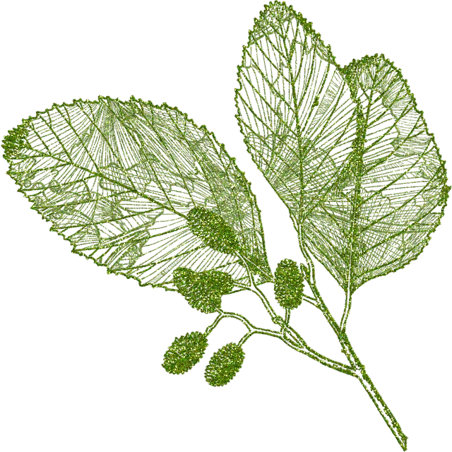 a green leaf on a black background, a digital rendering, by Master of the Embroidered Foliage, generative art, glitter gif, moringa oleifera leaves, raytraced, nothofagus