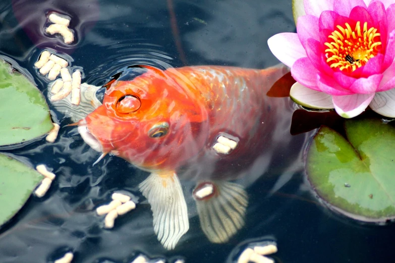 a close up of a fish in a body of water, by Robert Brackman, pixabay contest winner, sōsaku hanga, garden pond scene, well decorated, orange fluffy belly, red water