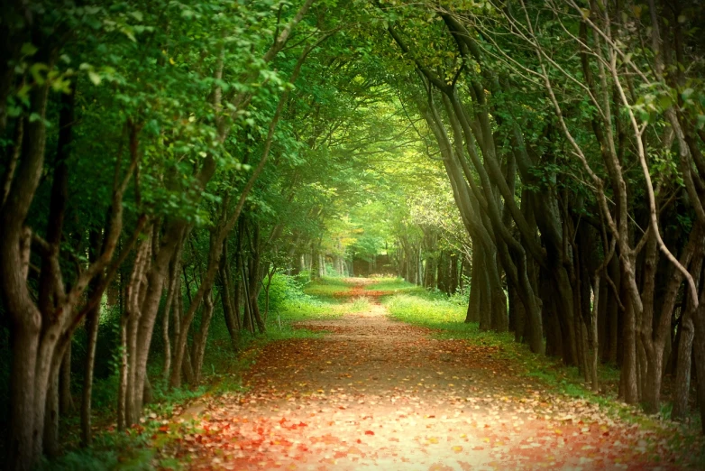 a dirt road surrounded by trees and leaves, a picture, by Li Mei-shu, shutterstock, fine art, green and red tones, arbor, stock photo, hollow